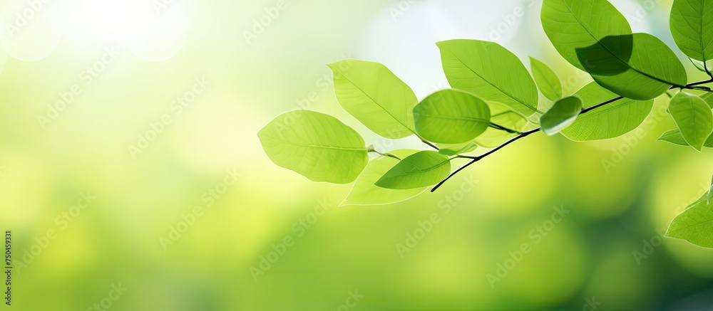Lush Green Leaves Vibrantly Displaying Nature's Serenity and Freshness