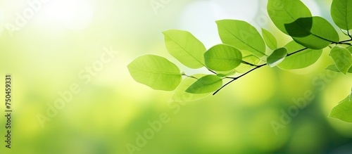 Lush Green Leaves Vibrantly Displaying Nature's Serenity and Freshness