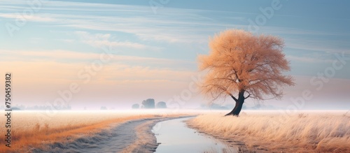 Tranquil Path Leads to Solitary Tree Standing Tall in Vast Field of Reeds