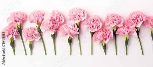 Elegant Pink Carnation Flowers Arranged in a Beautiful Row on White Background
