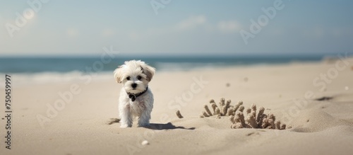 Tranquil White Poodle Enjoying Serenity on a Peaceful Seaside Retreat © HN Works