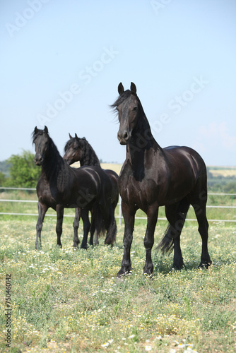 Three friesians mares standing on pasturage together