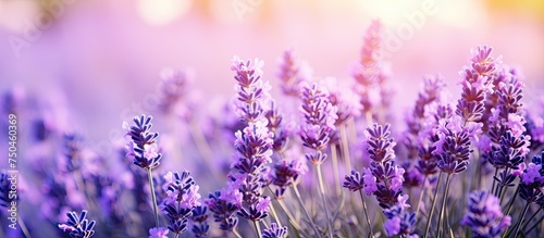 Tranquil Lavender Flowers Basking in the Warmth of the Sun, Close-up Nature Background