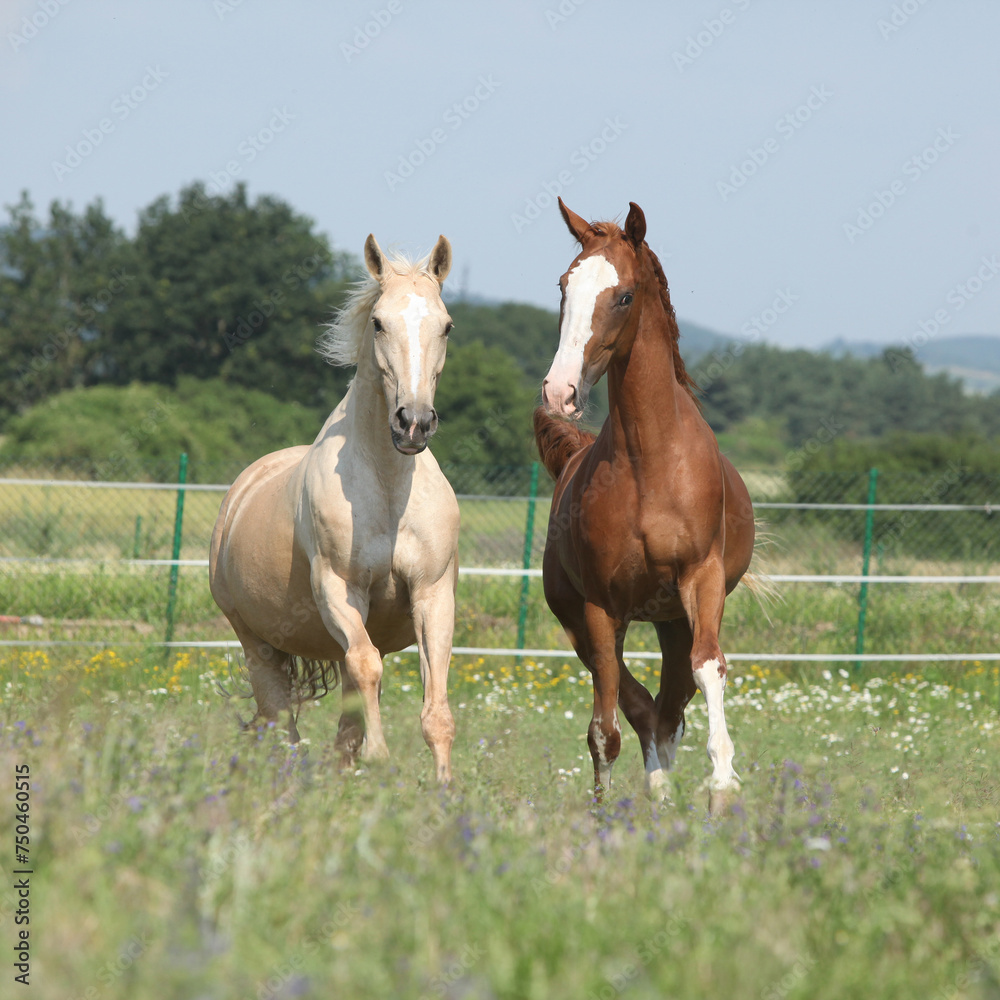 Fototapeta premium Two Kinsky horses running on pasturage
