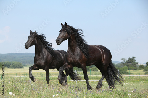 Fototapeta Naklejka Na Ścianę i Meble -  Two amating friesian mares running on pasturage together