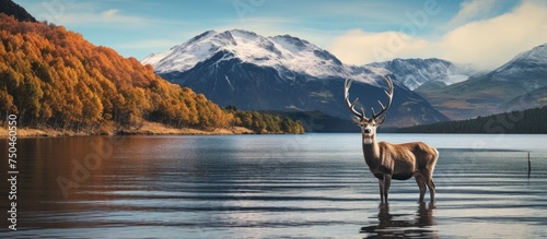 Ethereal Deer Wading in Patagonian Waters with Majestic Mountain Backdrop