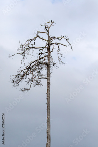 Dead tree standing alone in Finnish nature