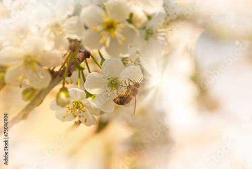 Beauty spring background of nature. Branches of blossoming cherry and bee macro with soft focus . Easter and spring greeting cards. Springtime