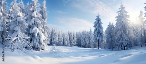 Serene Winter Wonderland: Snowy Forest Blanketed in Deep Snow Under a Clear Sky