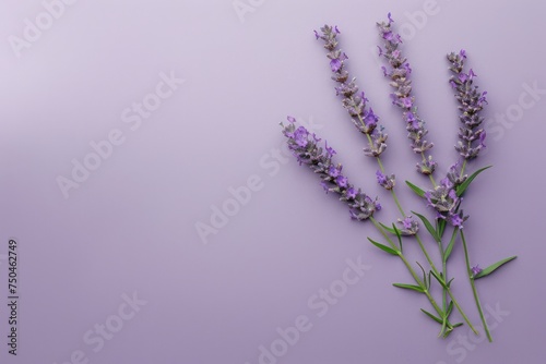 Lavender sprigs lying on purple background top view, beauty concept of cosmetology, body and skincare, aromatherapy. Botanical natural cosmetic ingredient.