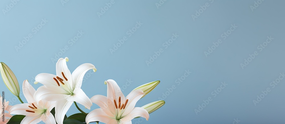 Elegant White Lily Bouquet Displayed in a Vase on Beautiful Blue Background