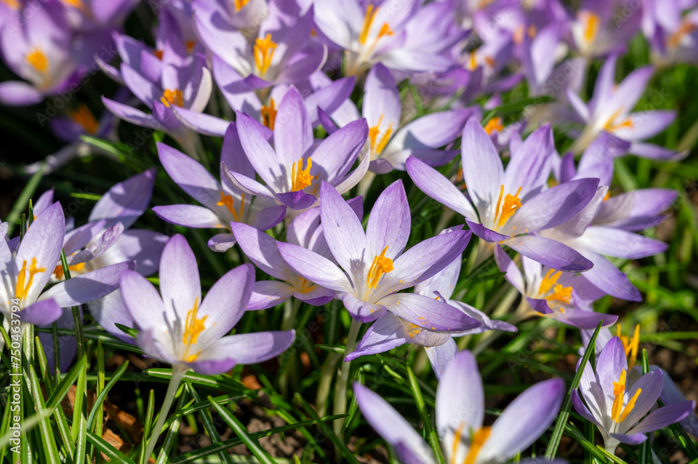 Lila  Wildkrokusse auf einer Wiese 1