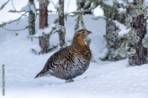 A colorful female Black grouse, Lyrurus tetrix standing on the ground in a wintery forest in Finland, Northern Europe photo