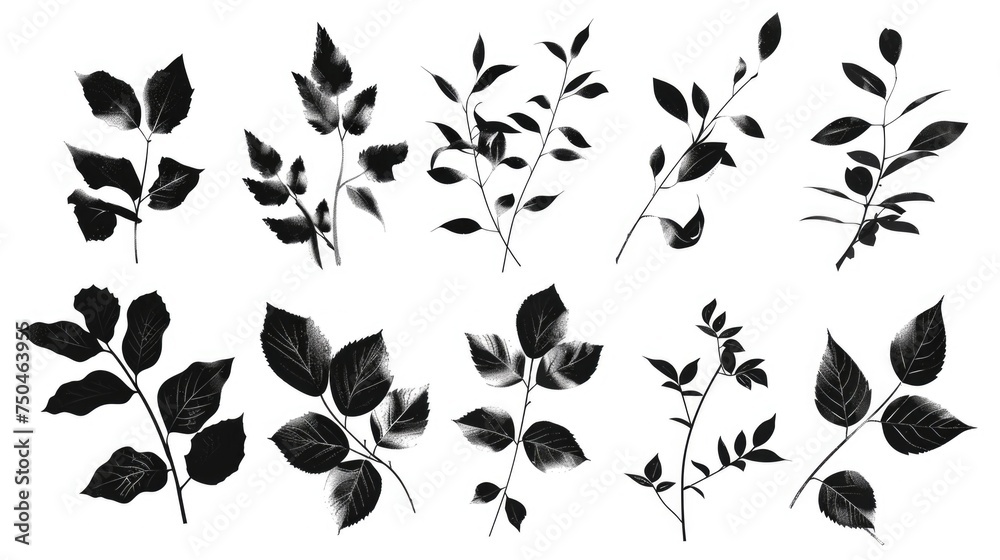 Black and white leaves on a plain white background, suitable for various design projects - obrazy, fototapety, plakaty 