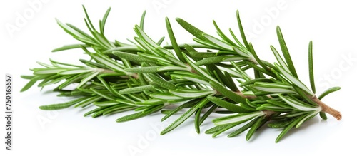 Aromatic Rosemary Herb Plant Perfect for Culinary Creations and Home Remedies