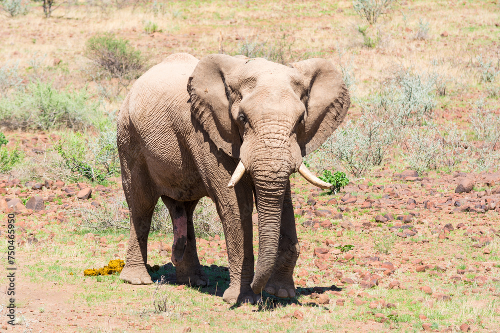 Fototapeta premium Wüstenelefant