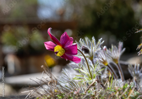 Frühling im Allgäu photo