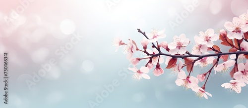 Ethereal Cherry Blossom Branches Floating on a Soft Light Background photo