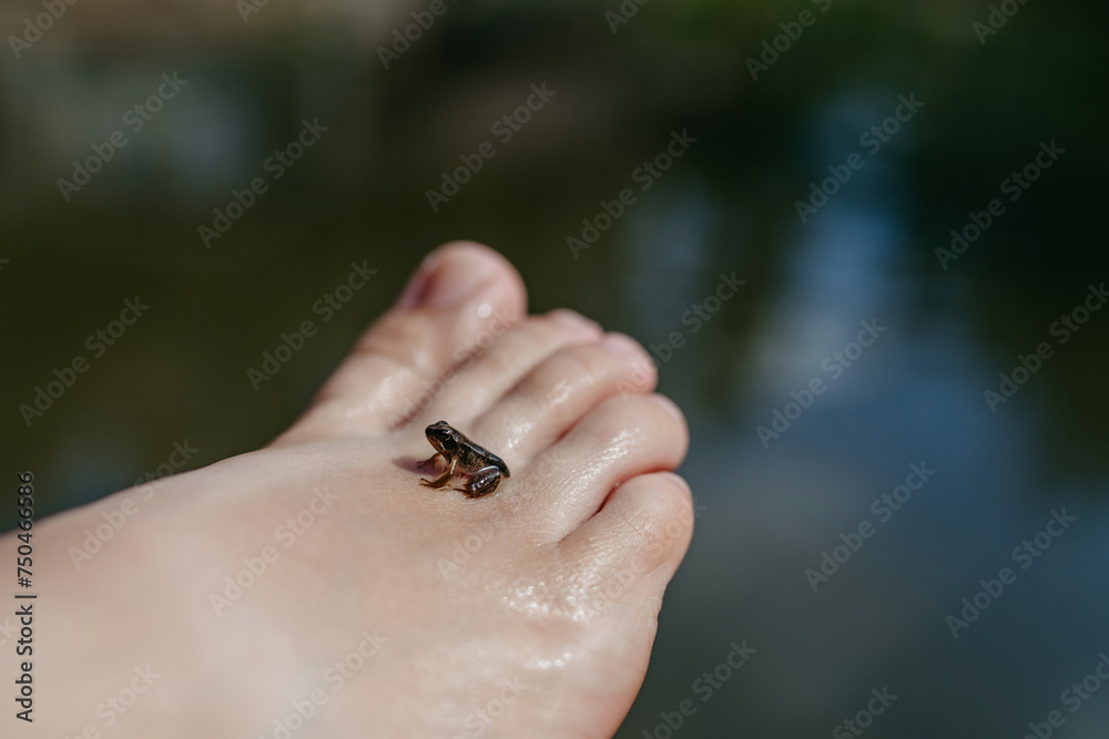 Close-up of small wild frog on foot. Curious child watching and exploring animals in nature.