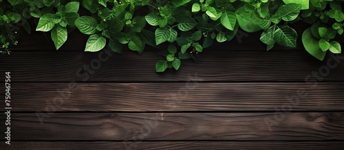 Serenity in Nature: Lush Green Leaves Resting on Dark Wooden Background in a Refreshing Summer Display