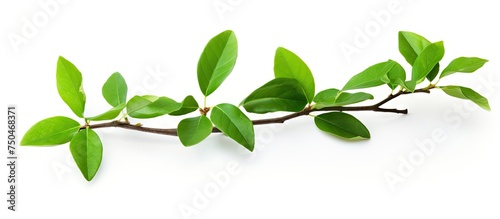 Vibrant Green Leaves on Isolated Small Branch, Nature's Beauty in Focus