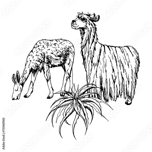 Hand drawn ink vector illustration, nature desert plant succulent cactus aloe agave, llama alpaca wool animals. Composition isolated on white background. Design travel, vacation, brochure, print