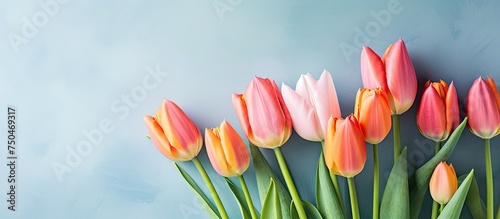 Vivid Spring Tulips Blossom in the Fresh Outdoor Air for a Charming Bouquet Display photo