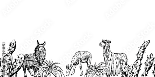 Hand drawn ink vector illustration, nature desert plant succulent cactus aloe agave, llama alpaca wool animals. Seamless banner isolated on white background. Design travel, vacation, brochure, print photo