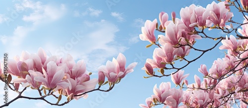 Delicate Magnolia Blossoms Adorn a Tree Branch Against a Clear Blue Sky