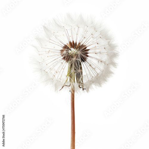 Perfect Dandelion Seed Head, Symbol of Change and Resilience on White Background photo