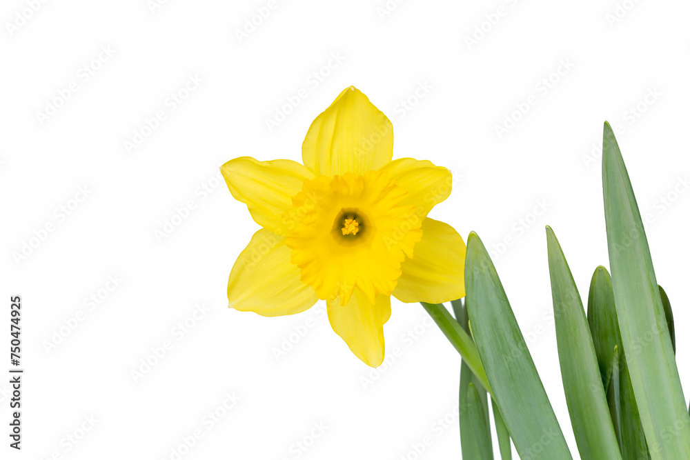 daffodil flower isolated daffodil flower isolated