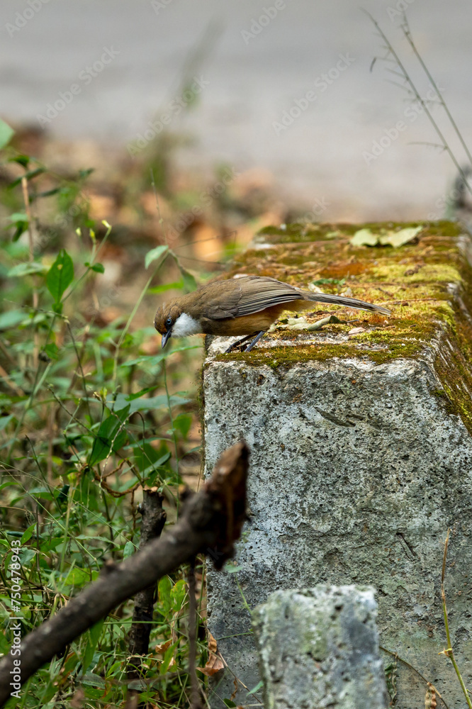 Obraz premium white crested laughingthrush or Garrulax leucolophus bird during winter season in safari at dhikala forest jim corbett national park or tiger reserve uttarakhand india asia