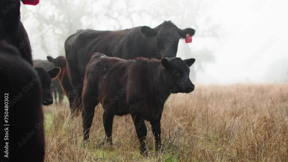 Young Black Angus Calf With Heifer Cows in Open Field Young Black Angus Calf With Heifer Cows in Open Field