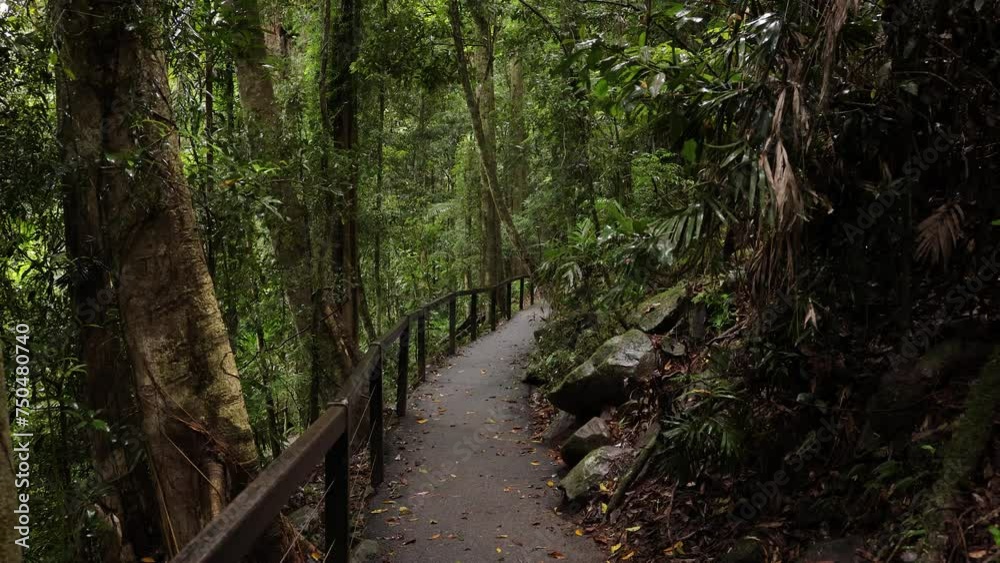 View of the walking trail and forest, Natural Bridge, Springbrook National Park Gold Coast, Australia. View of the walking trail and forest, Natural Bridge, Springbrook National Park Gold Coast, Australia.