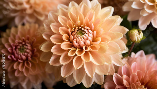 Close-up of blooming peach fuzz chrysanthemums with soft petals and detailed centers, conveying warmth and beauty.