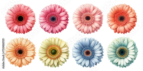 Watercolor illustration material set of gerbera flowers