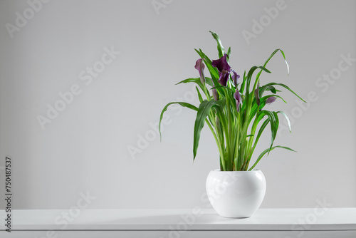 purple calla flower in flowerpot on white background