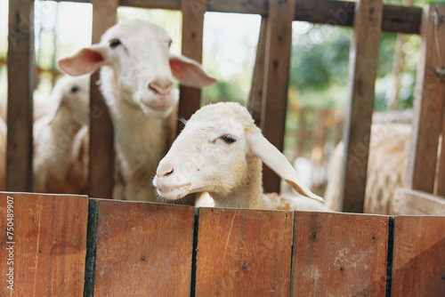 Two sheep looking out of a wooden fence in a fenced in area on a farm