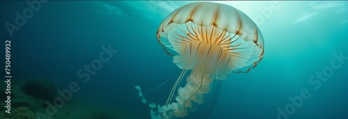 a jellyfish with a translucent body and tentacles swims in the water with a blue background and blue sky, copy space
