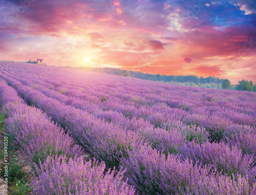 Lavender field summer sunset landscape near Valensole.Provence France. High quality photo