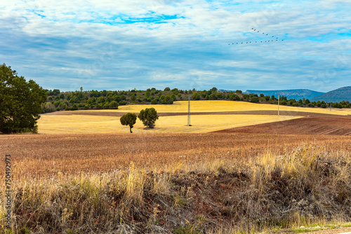 The fields after harvest