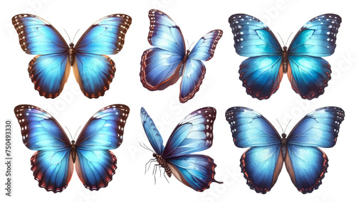 Watercolor illustration material set of Morpho butterflies