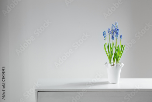 blue muscari flower on white background