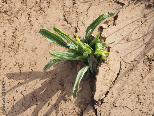 Plant breaking through the layer of dry mud and blooming.