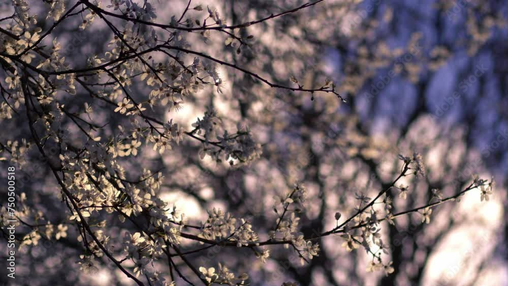 Pink Cherry blossom tree petals against Pink Cherry blossom tree petals against