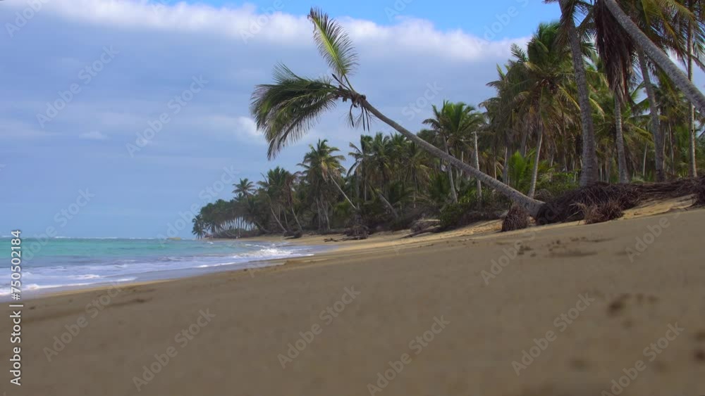 caribbean palms tree and waves in the occean caribbean palms tree and waves in the occean