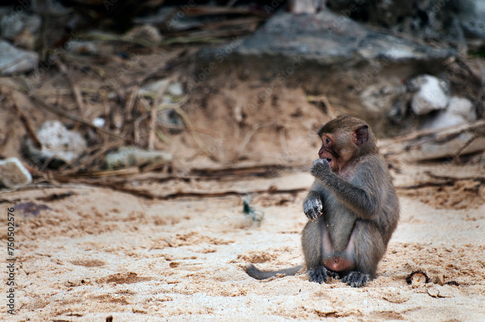 Long-Tailed Macaque on Monkey Island, Halong Bay, Vietnam