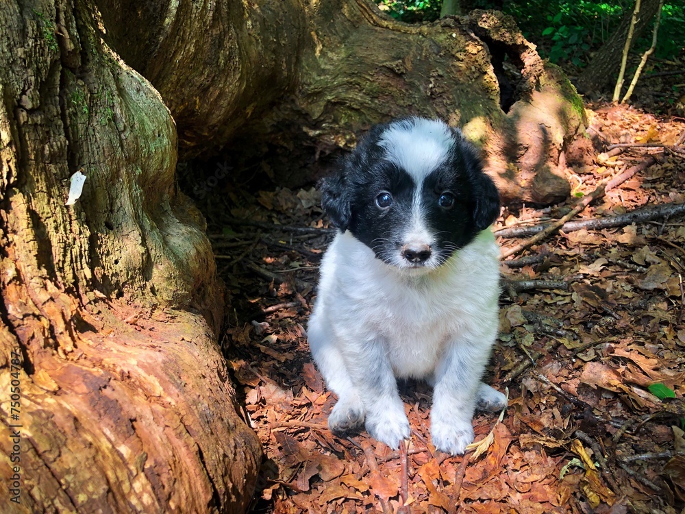 Fototapeta premium border collie puppy