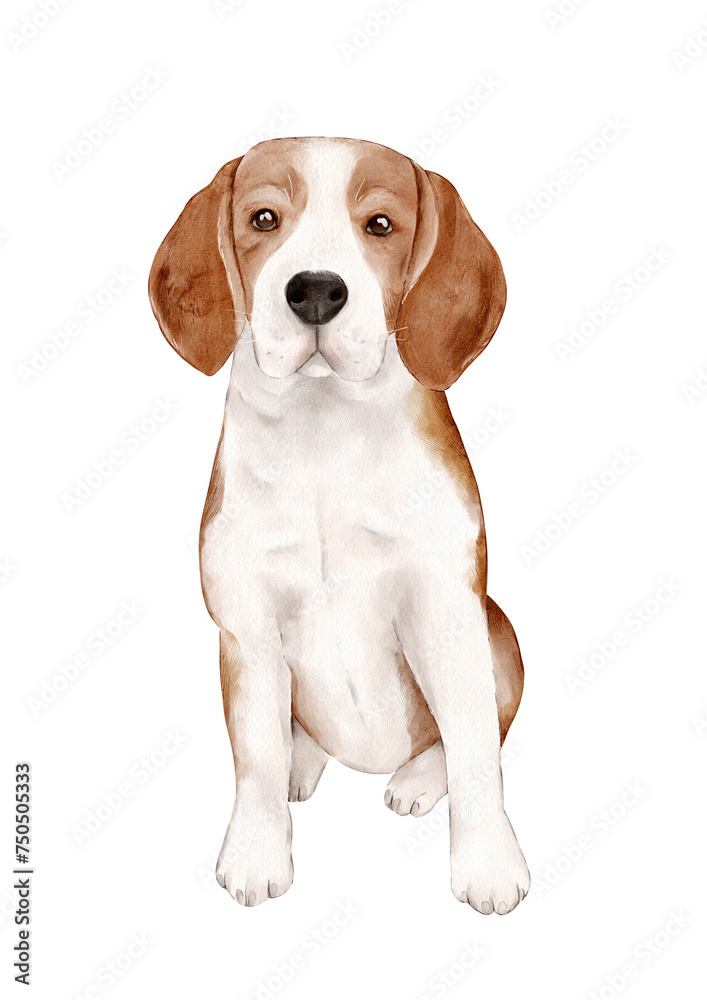A beagle dog in a sitting position. A medium-sized shorthair hound. A cute hand-drawn pet. Watercolor illustration on a white background. Clipart