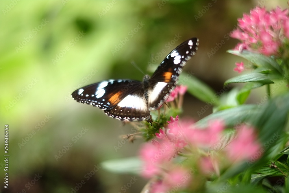Close up butterfly with blur background Close up butterfly with blur background